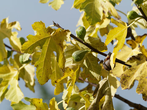 (Ficus carica) Feigenbaum oder Echte Feige. Zweig mit Reife und unreife Feigen