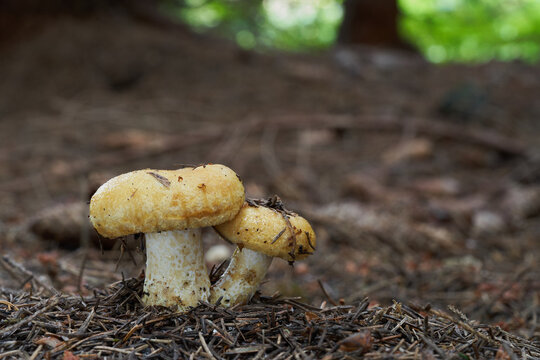 Inedible mushroom Lactarius scrobiculatus in the spruce forest. Wild yellow mushroom growing in the needles.
