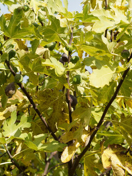 (Ficus carica) Reife Feigen im Herbst