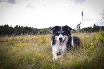 Border collie is lying in the grass. He is so crazy dog o n trip.