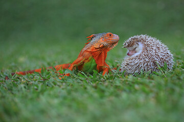 A red iguana is playing with two pygmy hedgehogs (Atelerix albiventris) on the grass. © I Wayan Sumatika