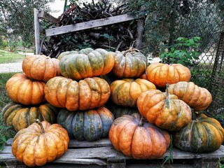 pumpkins on the ground
