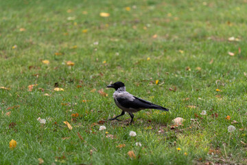 Magpie walking on the ground