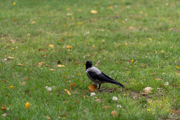 Magpie walking on the ground