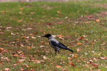 Magpie walking on the ground