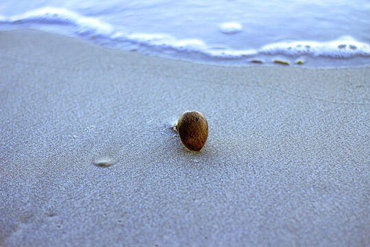 shell on the beach