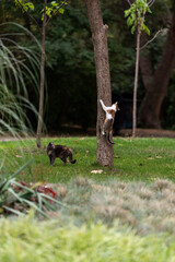 Rural cats playing in the city garden