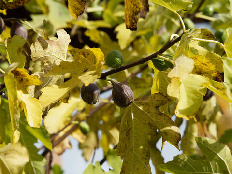 (Ficus carica) Reife Feigen im Herbst