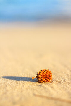 flower on the beach