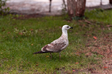 A seagull walking on the ground