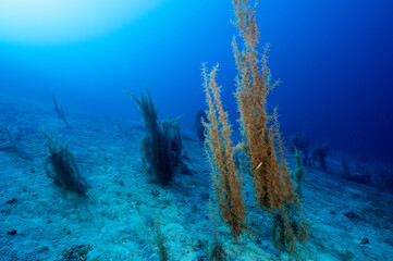 Sargassum sea weed, Sargassum vulgare at 35 meters depth, Mersincik Island Gökova Bay Turkey