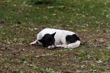 Naklejka na ściany i meble Stray dog sleeping in the city park