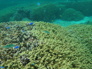 Naklejka na ściany i meble 珊瑚礁と熱帯魚