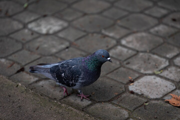 Obraz premium Pigeon walking on the ground