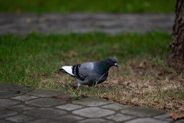 Obraz premium Pigeon walking on the ground
