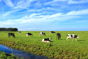 Dutch meadow beautiful country panoramic landscape with traditional water canals. Pastures of green juicy grass. Dutch breed cows grazing. Netherlands