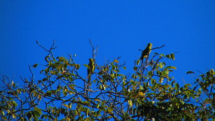 Wild Birds on a Tree