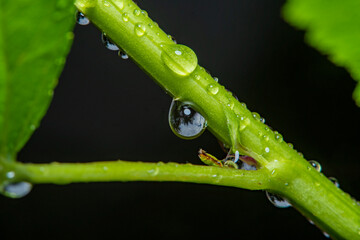Background with a thin branch of a young plant with water drops in soft focus