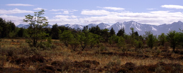 For&ecirc;t patagonienne au printemps