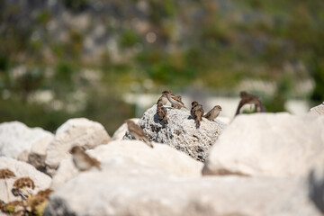 Sparrow playing on the rocks next to the shore