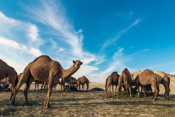 Landscape with group of camels in Al-Sarar desert, SAUDI ARABIA.