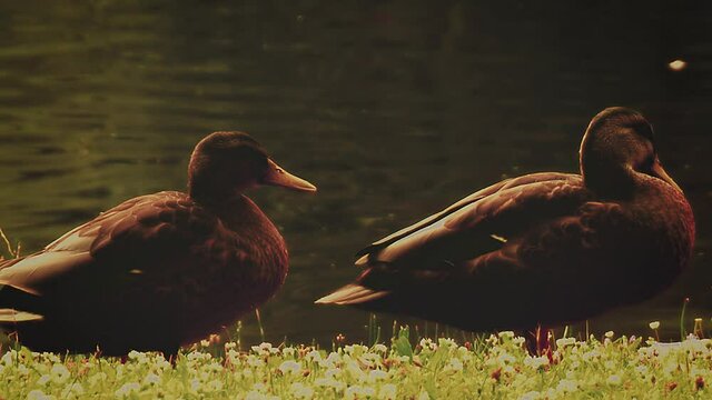 Colourful mallard duck in group
