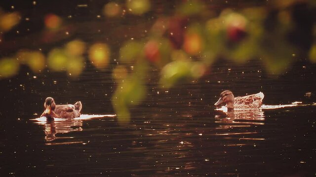 Two Duck swimming in group