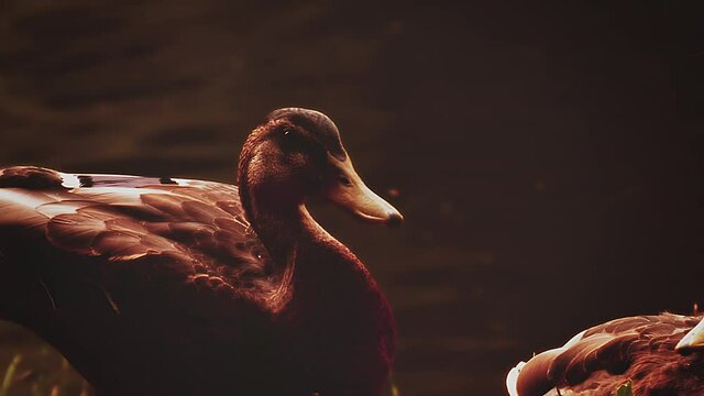 Duck in the water a closeup full shot in the evening