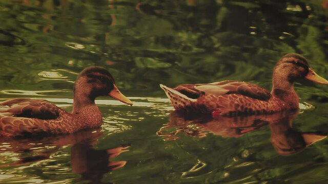 Duck in the water a closeup full shot in the evening