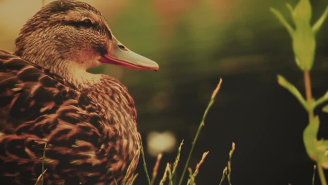 Duck standing close to the river closeup full shot
