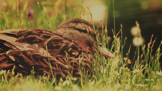 Duck laying in the grass close to the river a closeup fullshot