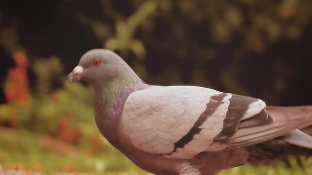 Duck sleeping close the river. extreme closeup shot