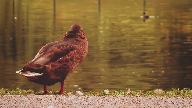 Duck close to the waterfall full shot