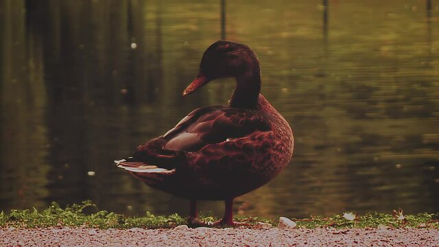 Mallard duck standing and rubbing close to the river. full shot
