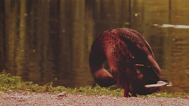 duck scrunning near the river. full shot