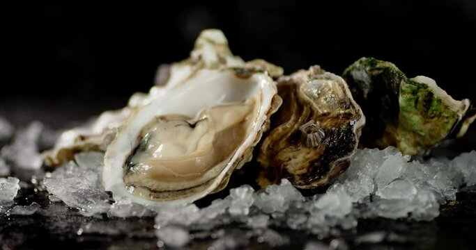 Fresh oysters with pieces of ice on the table rotate. 