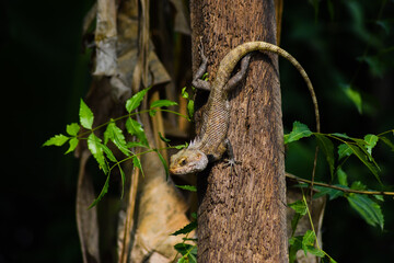 lizard on tree