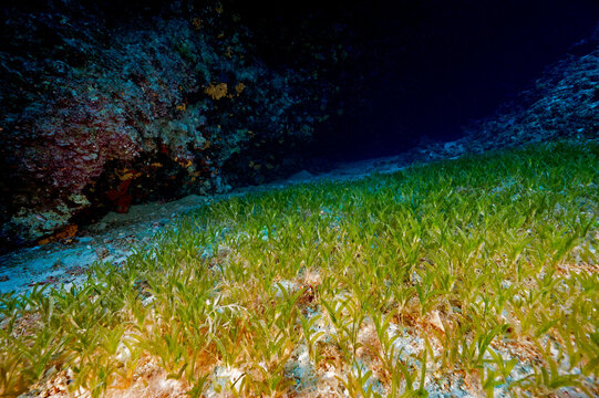 Invasive seagrass, Halophila stipulacea, Gokova Bay Turkey.