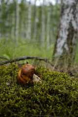 Mushroom in forest, mushroom in moss