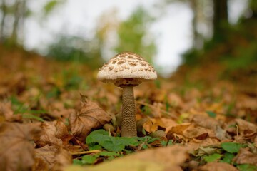 The parasol mushroom in the autumnal forest. Macrolepiota procera, edible mushroom