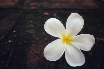 white frangipani flower