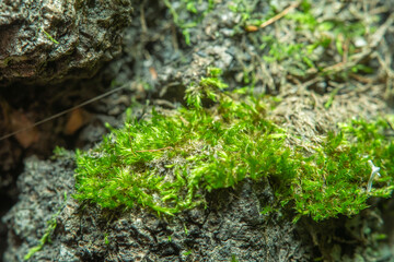 Green background with tree climacium moss in soft focus at high magnification. The beauty of nature and the environment. Insignificant details invisible to the naked eye.