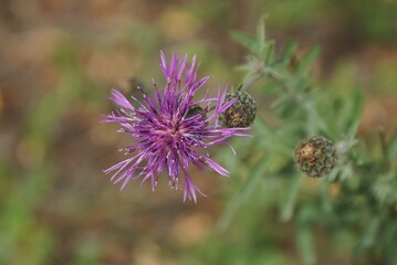 one lilac blooming wild burdock flower on a green stem of a plant in nature