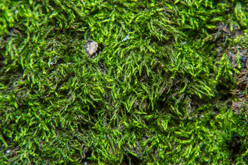 Green background with tree climacium moss in soft focus at high magnification. The beauty of nature and the environment. Insignificant details invisible to the naked eye.