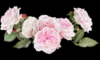 Blush pink roses isolated on black background. Floral arrangement, bouquet of garden flowers. Can be used for invitations, greeting, wedding card.