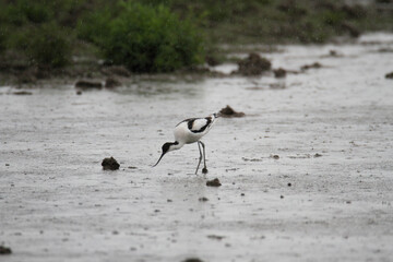 An Avocet in the water at Slimbridge Nature Reserve
