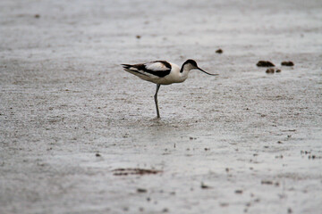 An Avocet in the water at Slimbridge Nature Reserve