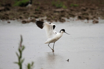 An Avocet in the water at Slimbridge Nature Reserve