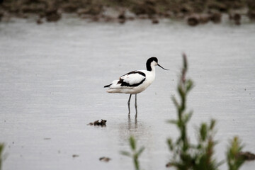 An Avocet in the water at Slimbridge Nature Reserve