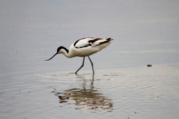 An Avocet in the water at Slimbridge Nature Reserve